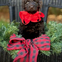 Red Collar Girl - Chocolate female Australian Labradoodle puppy in Wake Forest, North Carolina from Lucky Country Labradoodles