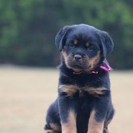 Mia - Black and mahogany male Rottweiler puppy in Tallahassee, Florida from Von Der Quinn Rottweilers