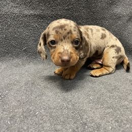 Dachshund Puppies from Waite's Dachshunds