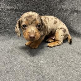 Dachshund Puppies from Waite's Dachshunds
