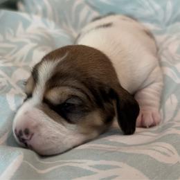 Bronx - Piebald male Dachshund puppy in New Smyrna Beach, Florida from J & L Mini D’s