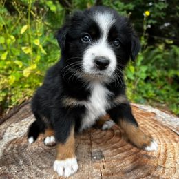Australian Shepherd Puppies from Dandelion Farms PDX