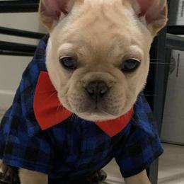 French Bulldogs from A&E Frenchies