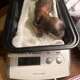 Dose - Cream male Dachshund puppy in Irving, Texas from DFW Dachshunds by G & S