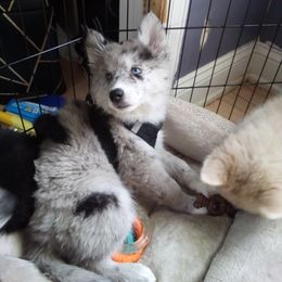 Pomsky Puppies from Eclipse Merle Pomsky’s