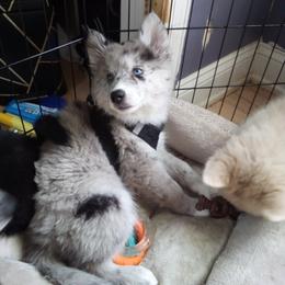 Pomsky Puppies from Eclipse Merle Pomsky’s