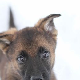Green Male - German Shepherd puppy from Nine Realms German Shepherds