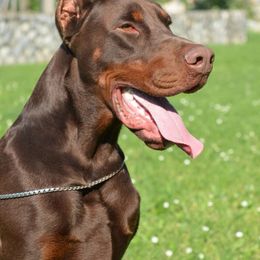 Doberman Pinscher puppies from Jensen Dobermans and Dachshunds