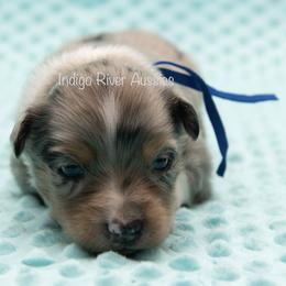 Miniature Australian Shepherds and Toy Australian Shepherds from Indigo River Toy & Mini Aussies