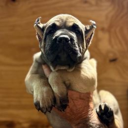 Pink Collar - Fawn female Cane Corso puppy in Paris, Texas from Knucklehead Cane Corso