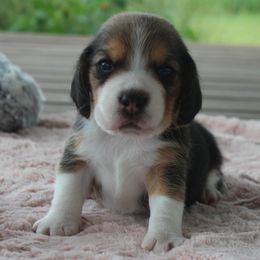 Allie - Black tan and white female Beagle puppy in Morrill, Kansas from Kelle Beagles