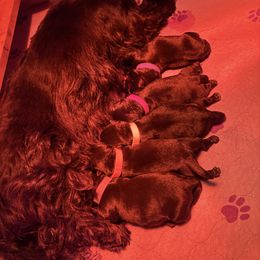Lauren - Black female Scottish Terrier puppy in Stanford, Kentucky from Bluegrass Scottish Terriers