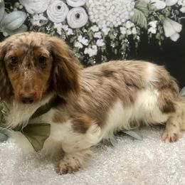 Dachshund All Grown Up from Dachshund