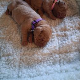 Purple - Golden rust female Vizsla puppy in Maineville, Ohio from Izabella Vizslas
