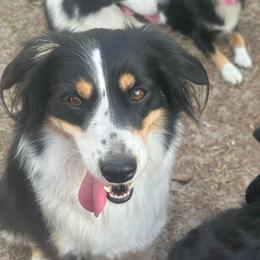 Mowgli - Miniature Australian Shepherd
