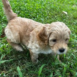 Tolkien (Green Collar) - Apricot male Goldendoodle puppy in China Grove, North Carolina from Lasting Legacy Family Dogs