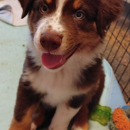 Australian Shepherd Puppies from Craig Creek Aussies