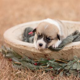 Pink Collar -Female- Dancer - Sable female Pembroke Welsh Corgi puppy in Waverly Hall, Georgia from 6g Ranch Corgis