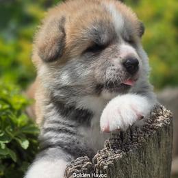 Girl 2 - Red female Japanese Akitainu puppy in Payson, Utah from Havoc Akitas