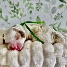 Hudson (green) - Parti male Goldendoodle puppy in Apopka, Florida from The Classic Doodle