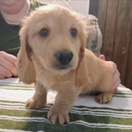 Akc Josie M 1 - Cream male Dachshund puppy in Penn Run, Pennsylvania from Shannon’s Dachshunds