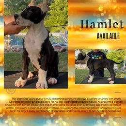 Boy 2 - Mantle male Great Dane puppy in Lake View, New York from North Park Great Danes