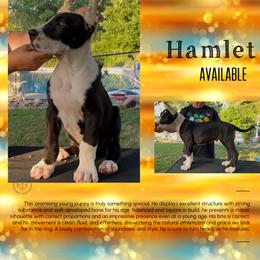 Boy 2 - Mantle male Great Dane puppy in Lake View, New York from North Park Great Danes
