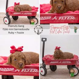 Red Collar - Peppermint Patty - Red female Bernedoodle puppy in Lexington, North Carolina from Deborah’s Doodles
