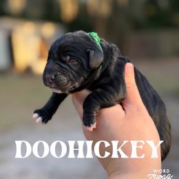 Doohickey - Black male Catahoula Leopard Dog puppy in Okeechobee, Florida from Lazy 44 Catahoulas