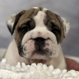 Bulldog Puppies from Sweet Rolls