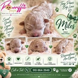 Miles - Cream male Maltipoo puppy in Spring Lake, North Carolina from Pawriffic Pups