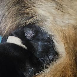 White collar - Black and red male German Shepherd puppy in Newaygo, Michigan from Sterley Shepherds