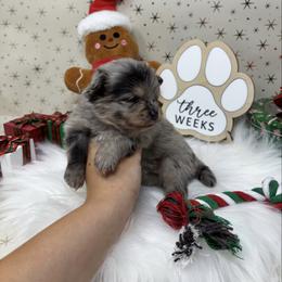 Sprinkle - Blue merle female Pomeranian puppy in Concord, California from Eelan’s Poms
