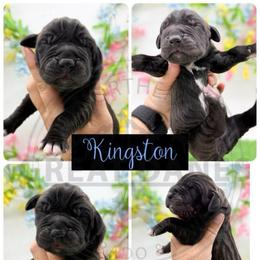Kingston - Black male Great Dane puppy in Sac City, Iowa from Northern Great Danes of Colorado & Iowa