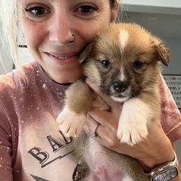 Norris - Red Pembroke Welsh Corgi puppy in Fallbrook, California from Le Rêve Corgis