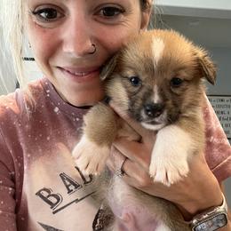 Norris - Red Pembroke Welsh Corgi puppy in Fallbrook, California from Le Rêve Corgis