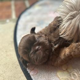 Cappi - Liver male Shih Tzu puppy in Statesboro, Georgia from Magnolia Small Breeds