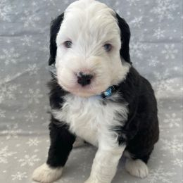 Light blue - Black and white female Sheepadoodle puppy in Archer, Florida from Gainesville Sheepadoodles