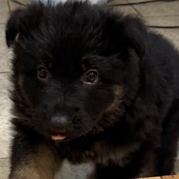 German Shepherd Puppies from Circle Oaks Shepherds