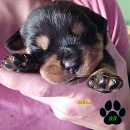 Yellow - Black and mahogany female Rottweiler puppy in Tangent, Oregon from Raya's Royals