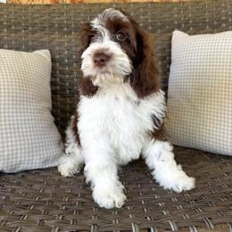 Aster - Brown and white male Cockapoo puppy in Claremont, North Carolina from Magnolia Grove Farms