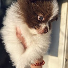 Pomeranian Puppies from Lucky Poms