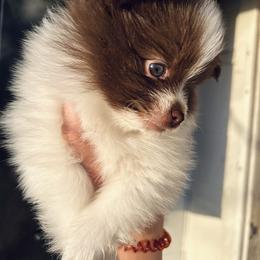 Pomeranian Puppies from Lucky Poms