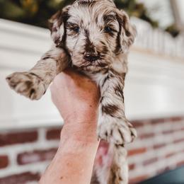 Bernedoodle, Goldendoodle, and Poodle Puppies from Northwest Pups