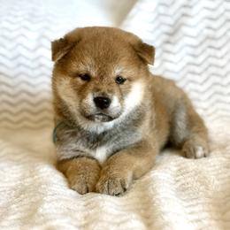 Sammy - Red male Shiba Inu puppy in Trenton, Nebraska from Prairie Shibas