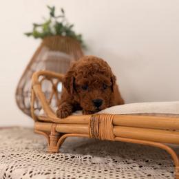 Captain - Red male Aussiedoodle puppy in North Royalton, Ohio from Johnson's Doodles