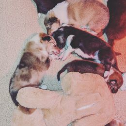 Collie Puppies from Nine Eves