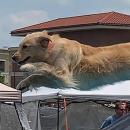 Golden Retrievers from Sunswept Goldens