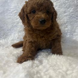 Girl 2 - 7351 - Apricot female Goldendoodle puppy in Wever, Iowa from JK Royal Lines