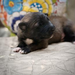 Belgian Tervuren Puppies from Nordstern Tervuren